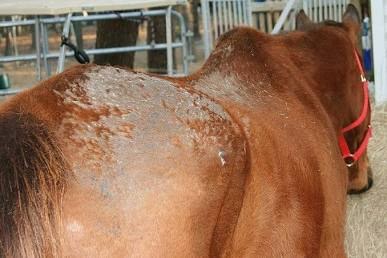 Horse with rain rot lesions on its back