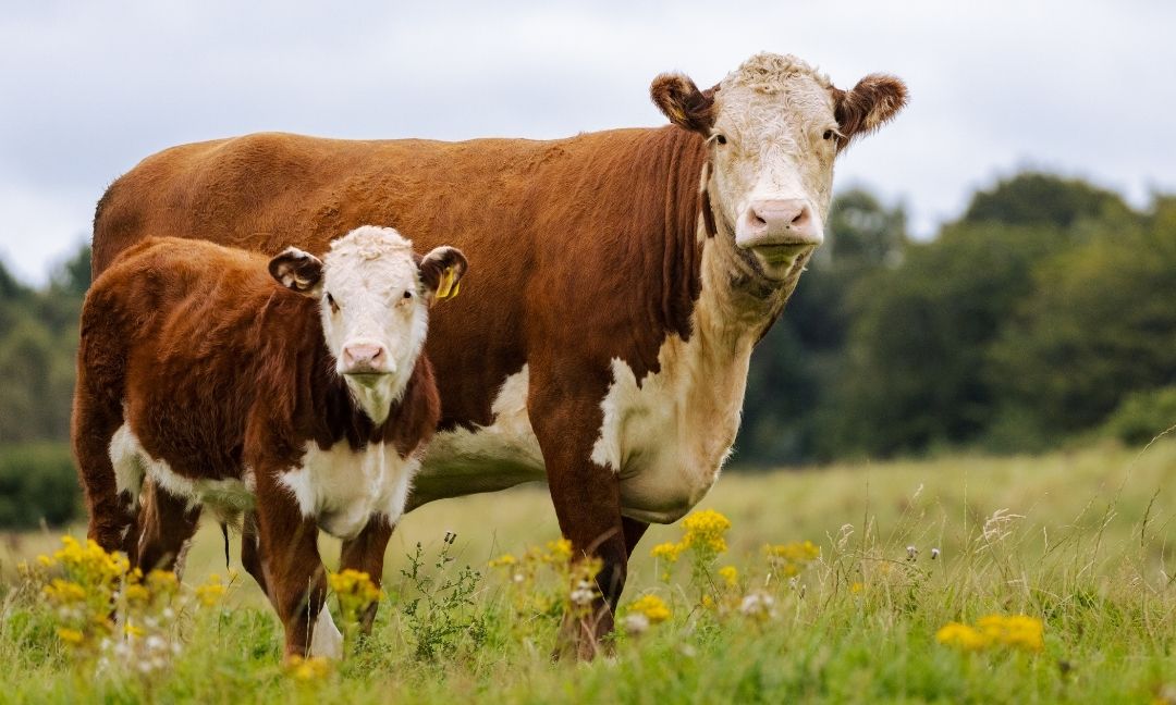 Recognizing Pain in Large Animals: Behavioral Clues, Winter Care & Grimace Scoring Across Species
